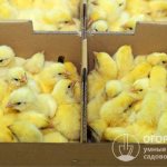 When purchasing hatching eggs or chickens, it is important to consider the type of productivity (egg, meat, meat-egg) and the characteristics of the bird of the selected breed or cross.