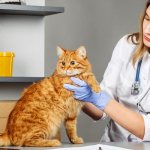 If the cat is severely infested with helminths, the treatment regimen may need to be adjusted, but this can only be done by a veterinarian