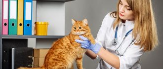 If the cat is severely infested with helminths, the treatment regimen may need to be adjusted, but this can only be done by a veterinarian