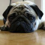 causes and treatment of vomiting in dogs