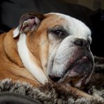 causes of cough in dogs