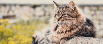 Causes of pneumonia in cats