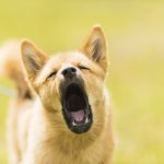 Reasons why your dog&#39;s breath smells