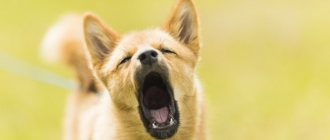 Reasons why your dog&#39;s breath smells