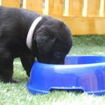 feeding puppies