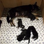 An example of an equipped place for birth and puppies