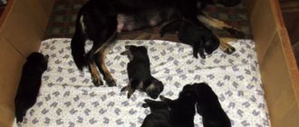 An example of an equipped place for birth and puppies