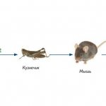 Example of a food chain