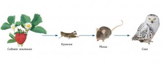 Example of a food chain