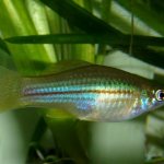 natural shape and color of swordtail 1