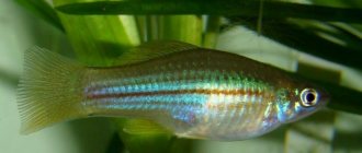 natural shape and color of swordtail 1