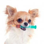 Vaccination for Chihuahua Photo