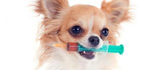 Vaccination for Chihuahua Photo