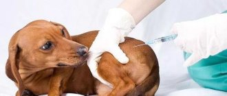 Dachshund vaccination