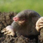 mole lifespan