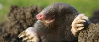 mole lifespan