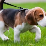 Basset Hound Walking