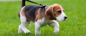 Basset Hound Walking