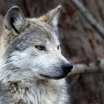 origin of the wolf name