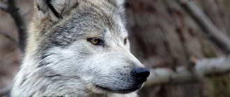 origin of the wolf name