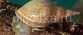 pond snail photo