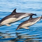 Jumping dolphins