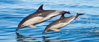 Jumping dolphins