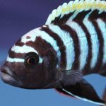 Pseudotropheus zebra: description and characteristics of an aquarium fish, features of keeping males and females