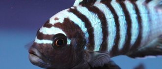 Pseudotropheus zebra: description and characteristics of an aquarium fish, features of keeping males and females