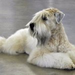 wheaten terrier