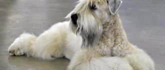 wheaten terrier