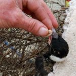 swift chicks fell out of the nest what to do