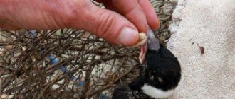 swift chicks fell out of the nest what to do