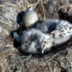 sea ​​gull chick