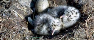 sea ​​gull chick