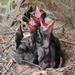 crow chick