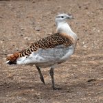 bustard bird description