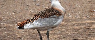 bustard bird description