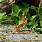 Dubrovnik bird