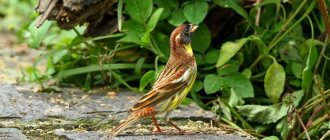 Dubrovnik bird