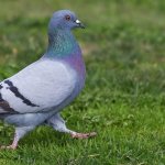 Bird pigeon