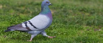 Bird pigeon