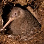 kiwi bird pictures