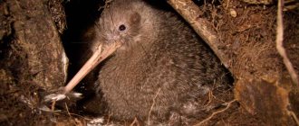 kiwi bird pictures