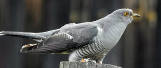 forest bird cuckoo