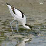 wader bird