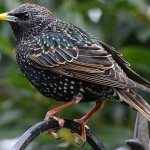 Bird-starling-lifestyle-and-habitat-of-starling-2