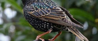 Bird-starling-lifestyle-and-habitat-of-starling-2