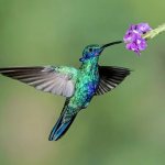 Hummingbird bird