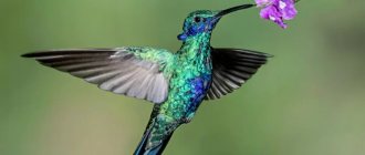 Hummingbird bird